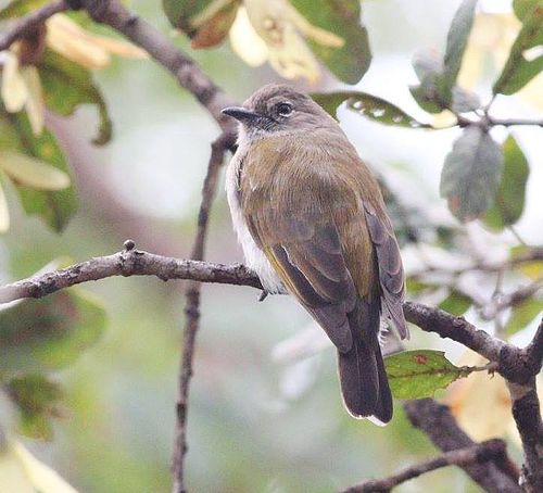 Green-backed honeybird